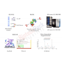 蛋白膠點(diǎn)、膠條、IP樣品蛋白質(zhì)鑒定